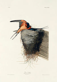 Bain Swallow from Birds of America Poster – Art Print Patroa Studio — Ansicht 3