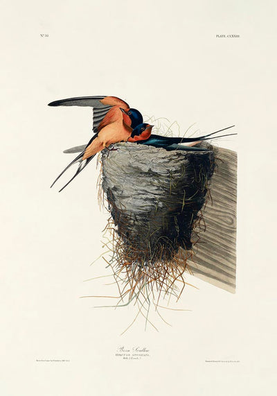 Bain Swallow from Birds of America Poster – Art Print Patroa Studio
