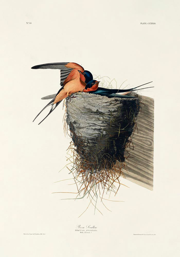 Bain Swallow from Birds of America Poster – Art Print Patroa Studio — Ansicht 3