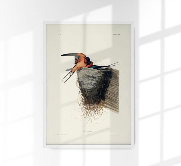 Bain Swallow from Birds of America Poster – Art Print Patroa Studio