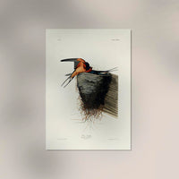 Bain Swallow from Birds of America Poster – Art Print Patroa Studio — Ansicht 2