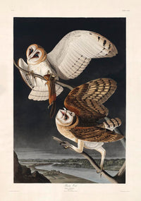 Barn Owl from Birds of America Poster – Art Print Berlin — Ansicht 3
