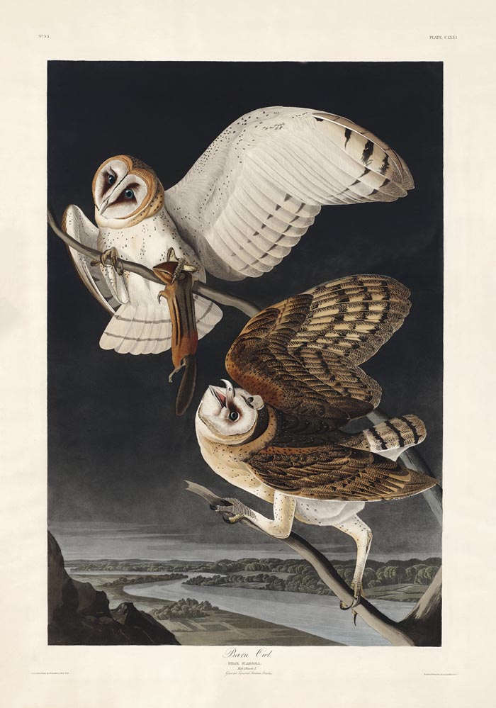 Barn Owl from Birds of America Poster – Art Print Berlin — Ansicht 3