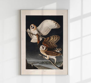 Barn Owl from Birds of America Poster – Kunstdruck Berlin