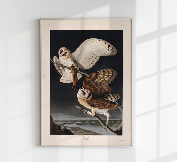 Barn Owl from Birds of America Poster – Art Print Berlin