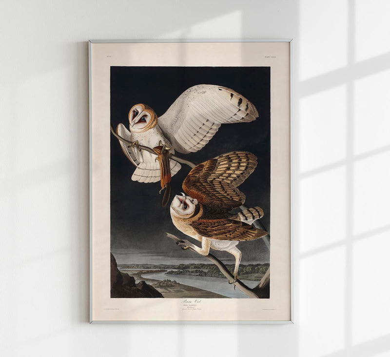 Barn Owl from Birds of America Poster – Art Print Berlin — Patroa Studio
