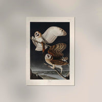 Barn Owl from Birds of America Poster – Art Print Berlin — Ansicht 2