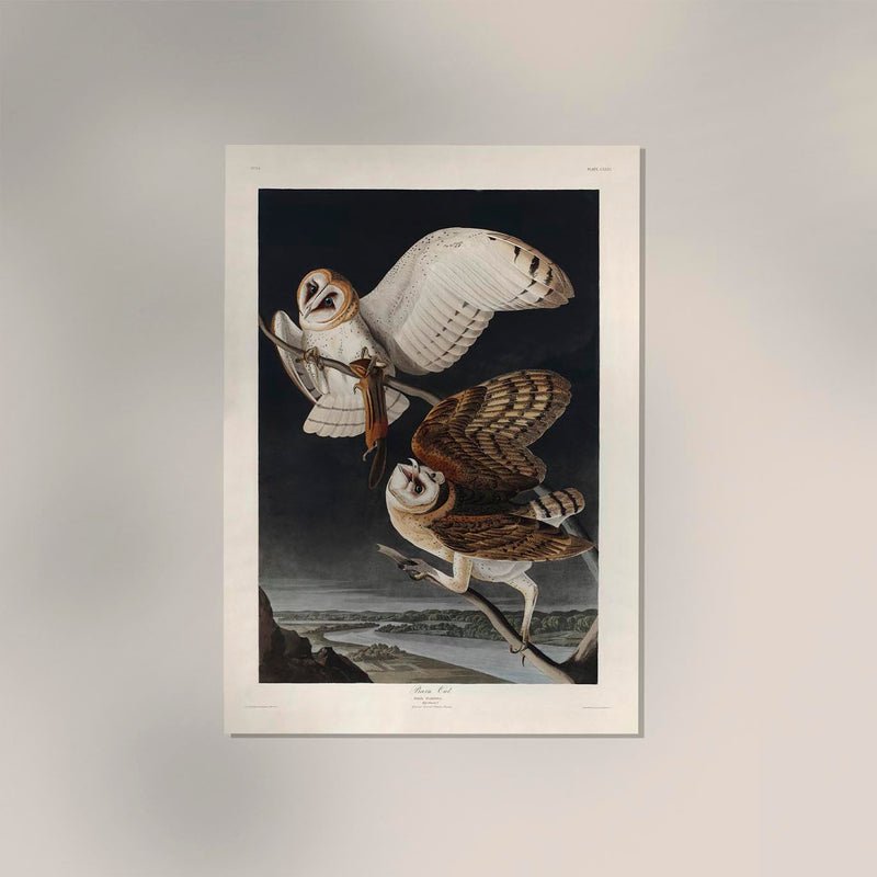 Barn Owl from Birds of America Poster – Art Print Berlin — Ansicht 2