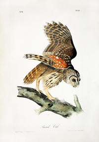 Barred Owl from Birds of America Poster – Art Print Berlin — Ansicht 3