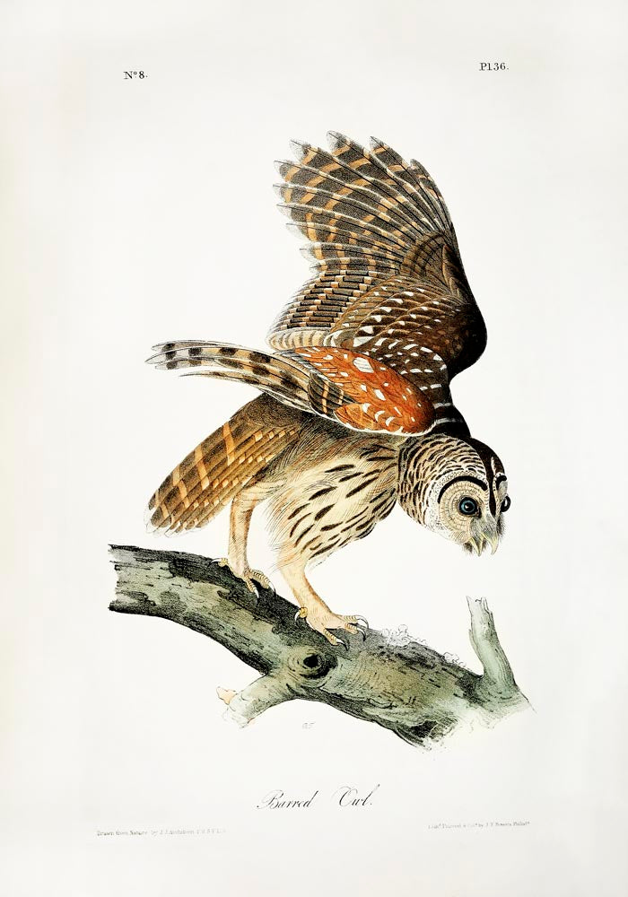 Barred Owl from Birds of America Poster – Art Print Berlin — Ansicht 3