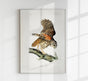 Barred Owl from Birds of America Poster – Art Print Berlin