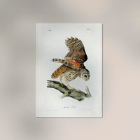 Barred Owl from Birds of America Poster – Art Print Berlin — Ansicht 2