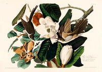 Black-billed Cuckoo from Birds of America Poster – Handgedruckt Berlin — Ansicht 3