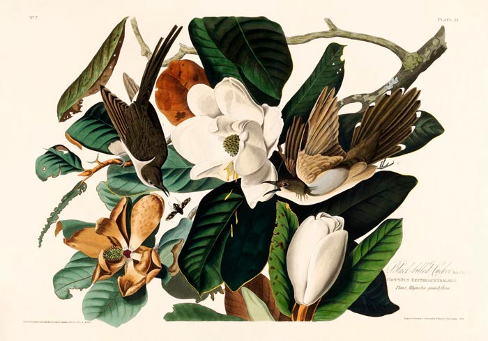 Black-billed Cuckoo from Birds of America Poster – Handgedruckt Berlin — Ansicht 3