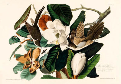 Black-billed Cuckoo from Birds of America Poster – Hand-printed Berlin