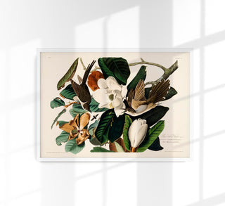 Black-billed Cuckoo from Birds of America Poster