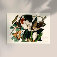 Black-billed Cuckoo from Birds of America Poster – Handgedruckt Berlin — Ansicht 2
