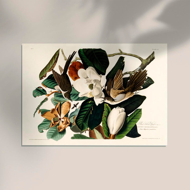Black-billed Cuckoo from Birds of America Poster – Handgedruckt Berlin — Ansicht 2