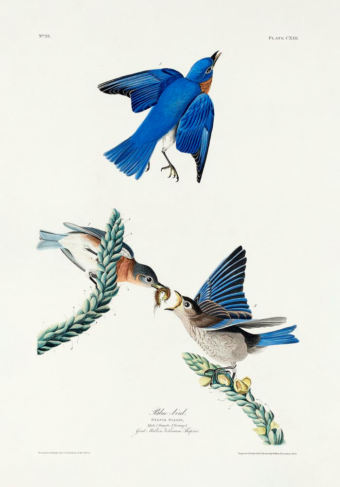 Blue Birds from Birds of America Poster – Patroa Studio Berlin — Ansicht 3