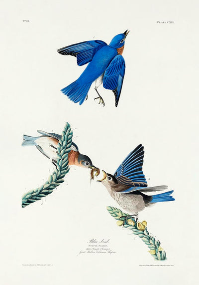 Blue Birds from Birds of America Poster – Patroa Studio Berlin