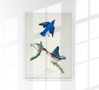 Blue Birds from Birds of America Poster – Patroa Studio Berlin — Ansicht 1