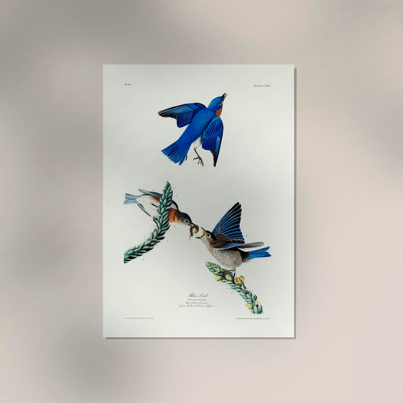 Blue Birds from Birds of America Poster – Patroa Studio Berlin — Ansicht 2