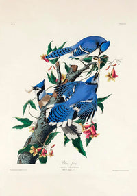 Blue Jay from Birds of America Poster – Kunstdruck auf Archivpapier — Ansicht 3