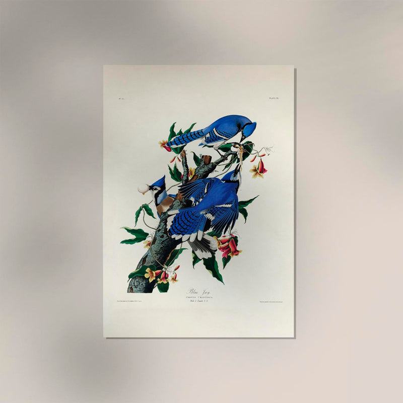 Blue Jay from Birds of America Poster – Kunstdruck auf Archivpapier — Ansicht 2