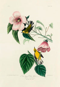 Blue Winged Yellow Warbler from Birds of America Poster – Handgedruckt Berlin — Ansicht 3