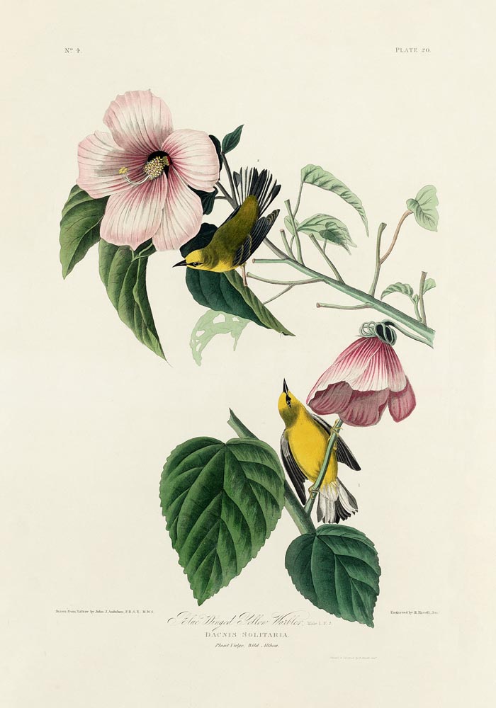 Blue Winged Yellow Warbler from Birds of America Poster – Handgedruckt Berlin — Ansicht 3
