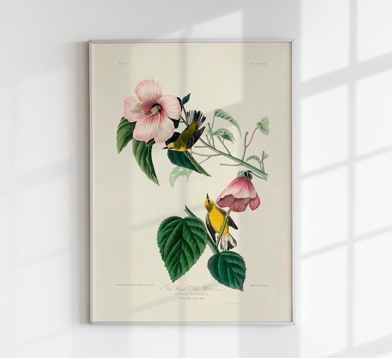 Blue Winged Yellow Warbler from Birds of America Poster – Handgedruckt Berlin — Patroa Studio