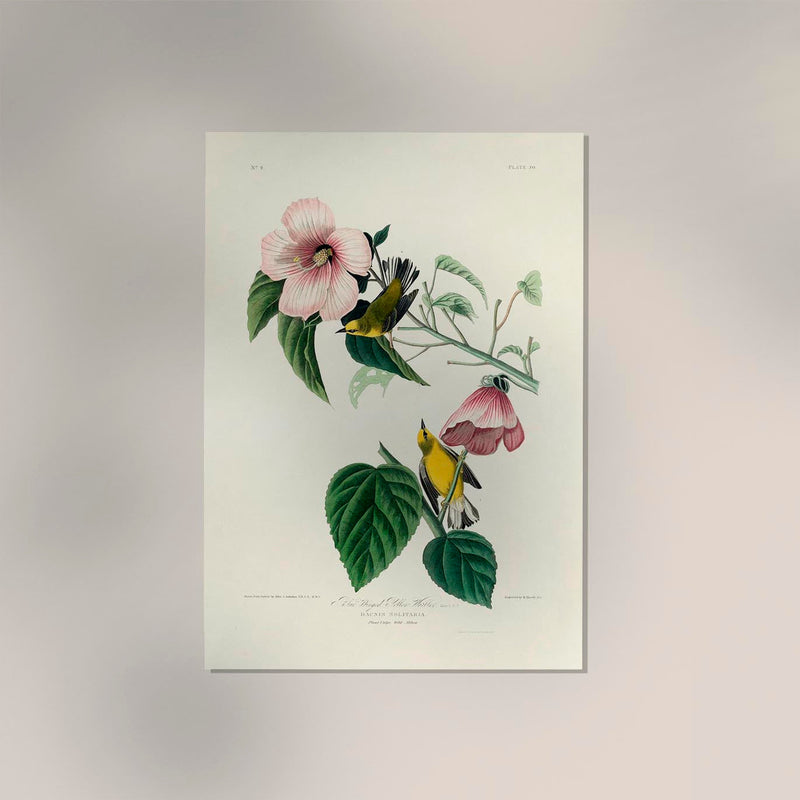 Blue Winged Yellow Warbler from Birds of America Poster – Handgedruckt Berlin — Ansicht 2