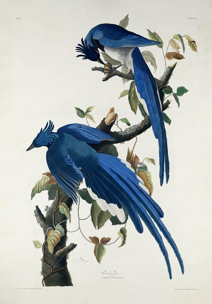Columbia Jay from Birds of America Poster – Handgefertigter Kunstdruck — Ansicht 3