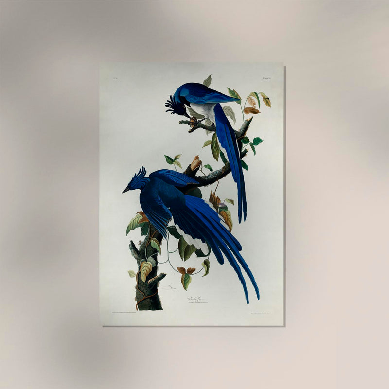 Columbia Jay from Birds of America Poster – Handgefertigter Kunstdruck — Ansicht 2
