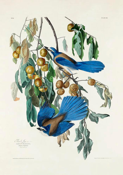 Florida Scrub-Jay from Birds of America Poster – Art Print Patroa Studio