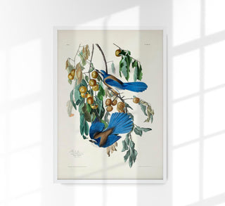 Florida Jay from Birds of America Poster – Kunstdruck Patroa Studio