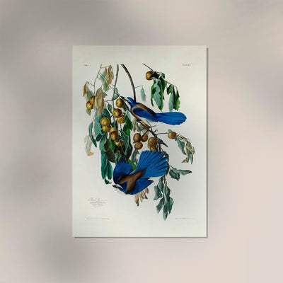 Florida Scrub-Jay from Birds of America Poster – Art Print Patroa Studio