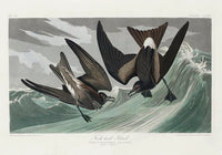 Fork-tailed Petrel from Birds of America Poster - Art Print by Patroa Studio — Ansicht 3
