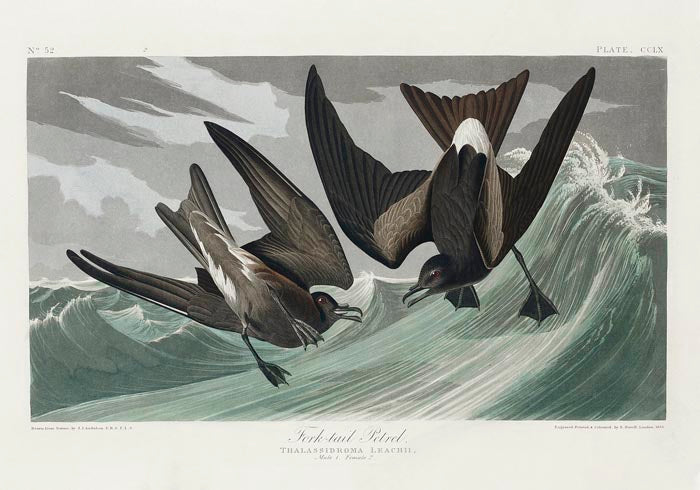Fork-tailed Petrel from Birds of America Poster - Art Print by Patroa Studio — Ansicht 3
