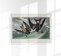 Fork-tailed Petrel from Birds of America Poster - Art Print by Patroa Studio — Ansicht 1