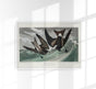 Fork-tailed Petrel from Birds of America Poster - Art Print by Patroa Studio