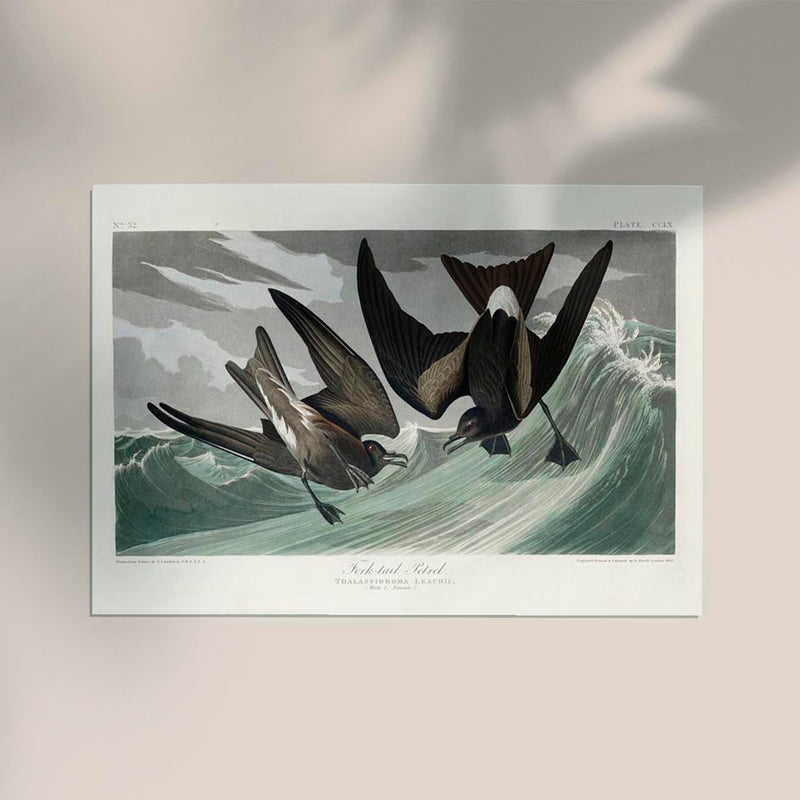 Fork-tailed Petrel from Birds of America Poster - Art Print by Patroa Studio — Ansicht 2