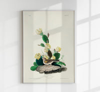 Fringilla Graminea Birds of America Poster – Handgedruckt Berlin — Ansicht 1