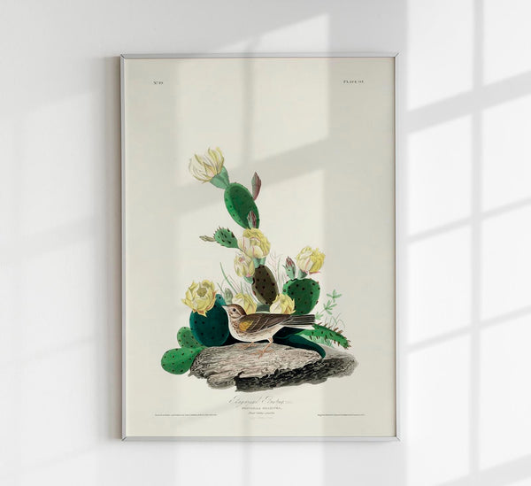 Fringilla Graminea Birds of America Poster – Handgedruckt Berlin