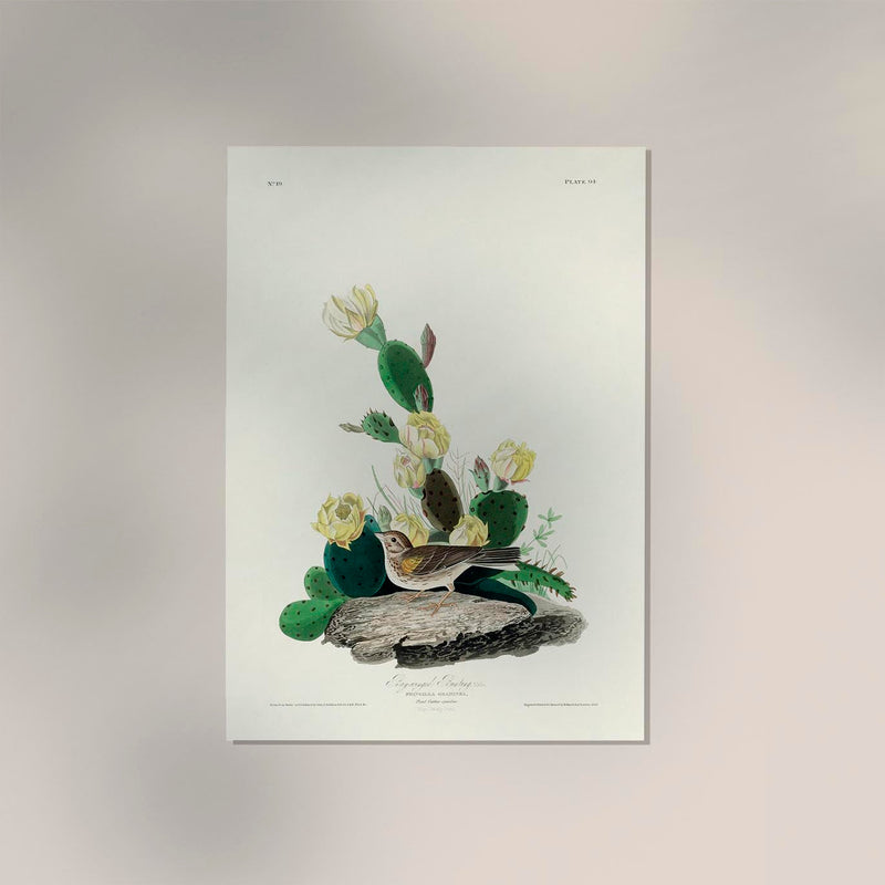 Fringilla Graminea Birds of America Poster – Handgedruckt Berlin — Ansicht 2