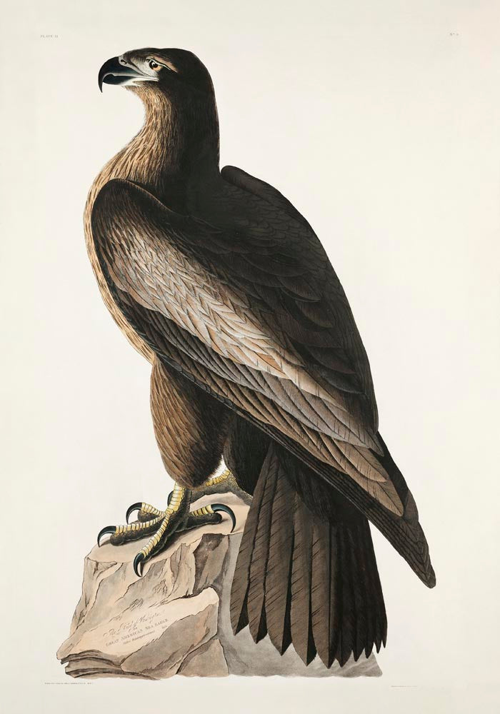 Great American Sea Eagle – Birds of America Poster — Ansicht 3