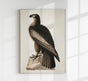 Great American Sea Eagle – Birds of America Poster