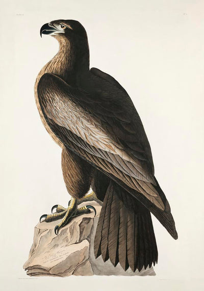 Great American Sea Eagle – Birds of America Poster