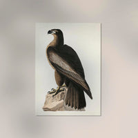 Great American Sea Eagle – Birds of America Poster — Ansicht 2