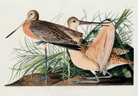 Great Marbled Godwit from Birds of America Poster – Patroa Studio — Ansicht 3